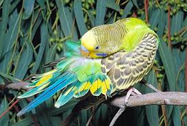 Симптомы заболеваний домашних попугаев