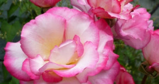 Розы на садовый участок - как правильно выбрать посадочный материал?