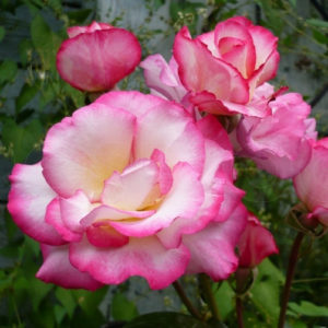 Розы на садовый участок - как правильно выбрать посадочный материал?
